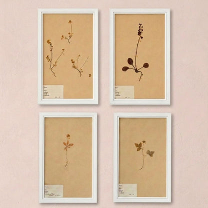 A set of four antique pressed botanical specimens (herbarium sheets) mounted on aged paper with original handwritten labels, newly framed in white.