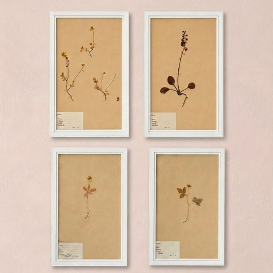 A set of four antique pressed botanical specimens (herbarium sheets) mounted on aged paper with original handwritten labels, newly framed in white.