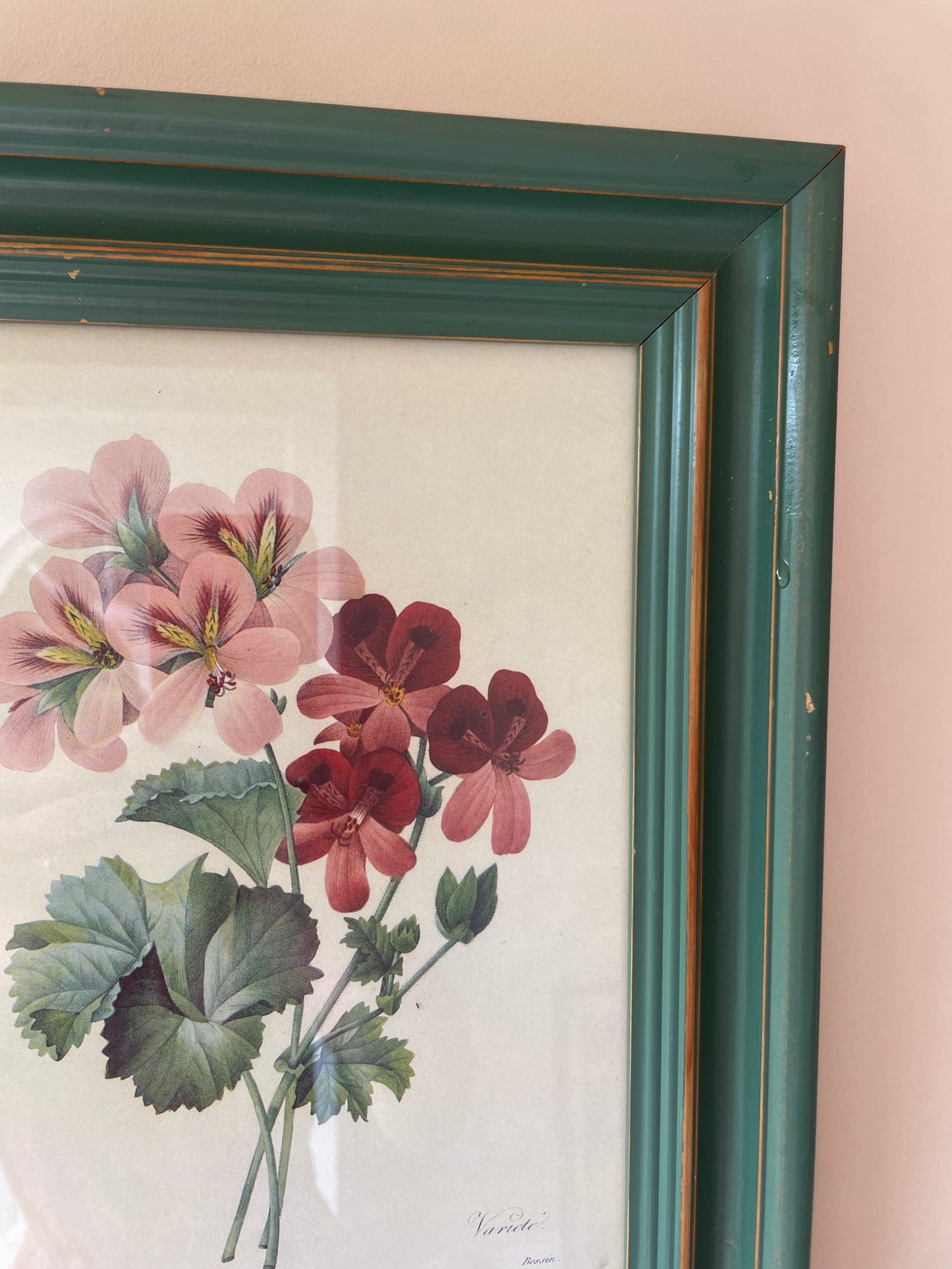 BOTANICAL PRINT 1
