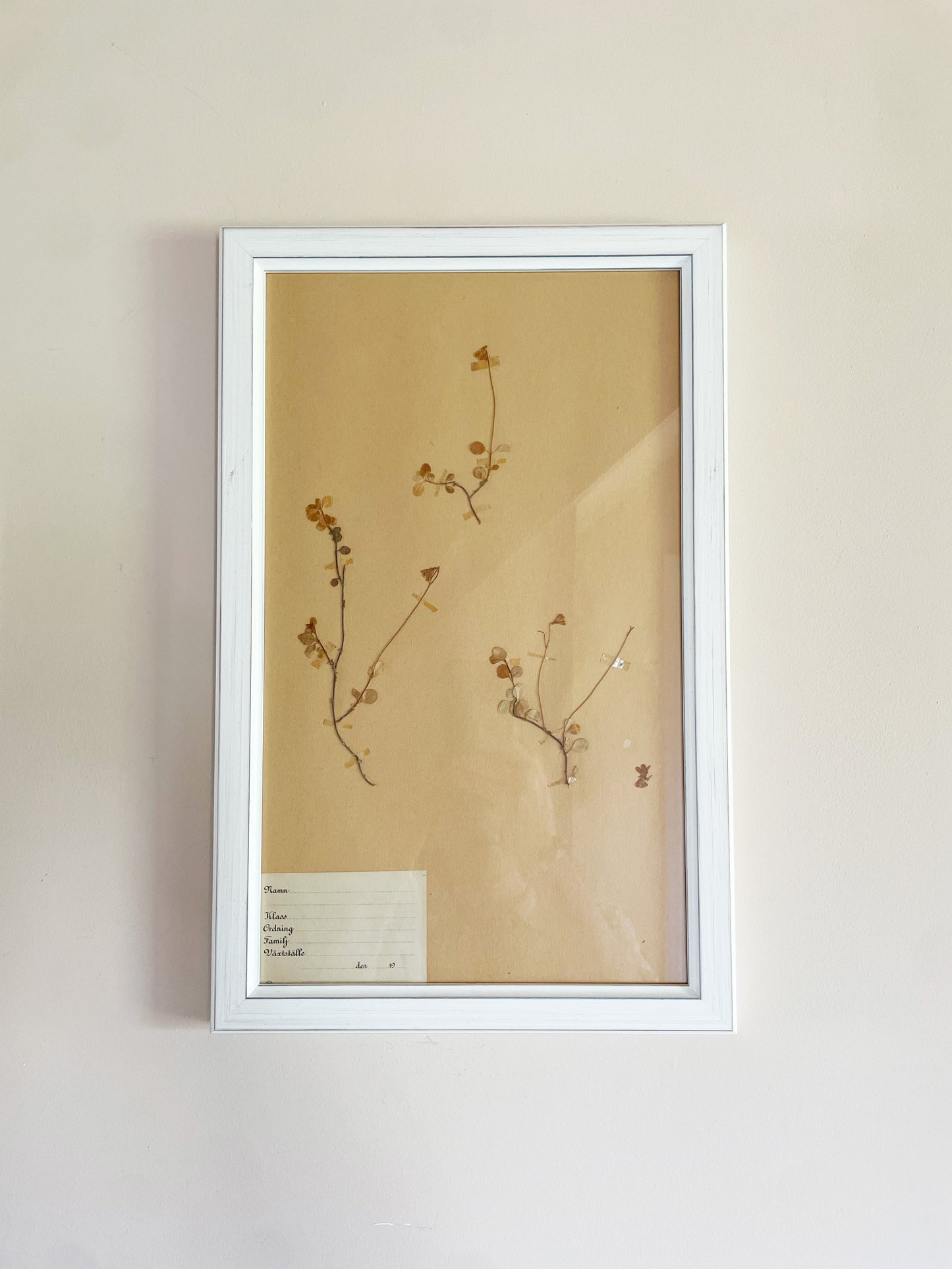 HERBARIUM SET