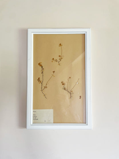 HERBARIUM SET