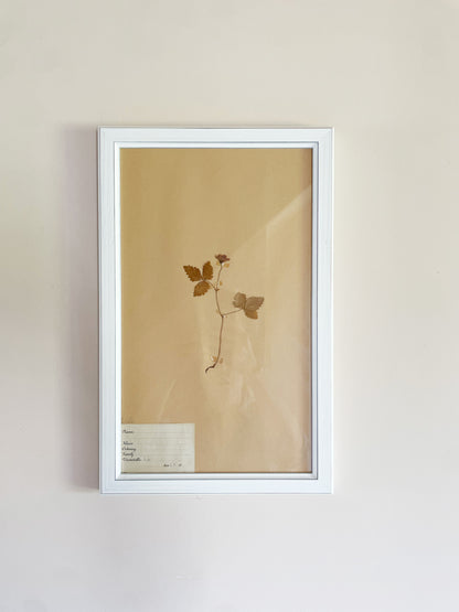 HERBARIUM SET