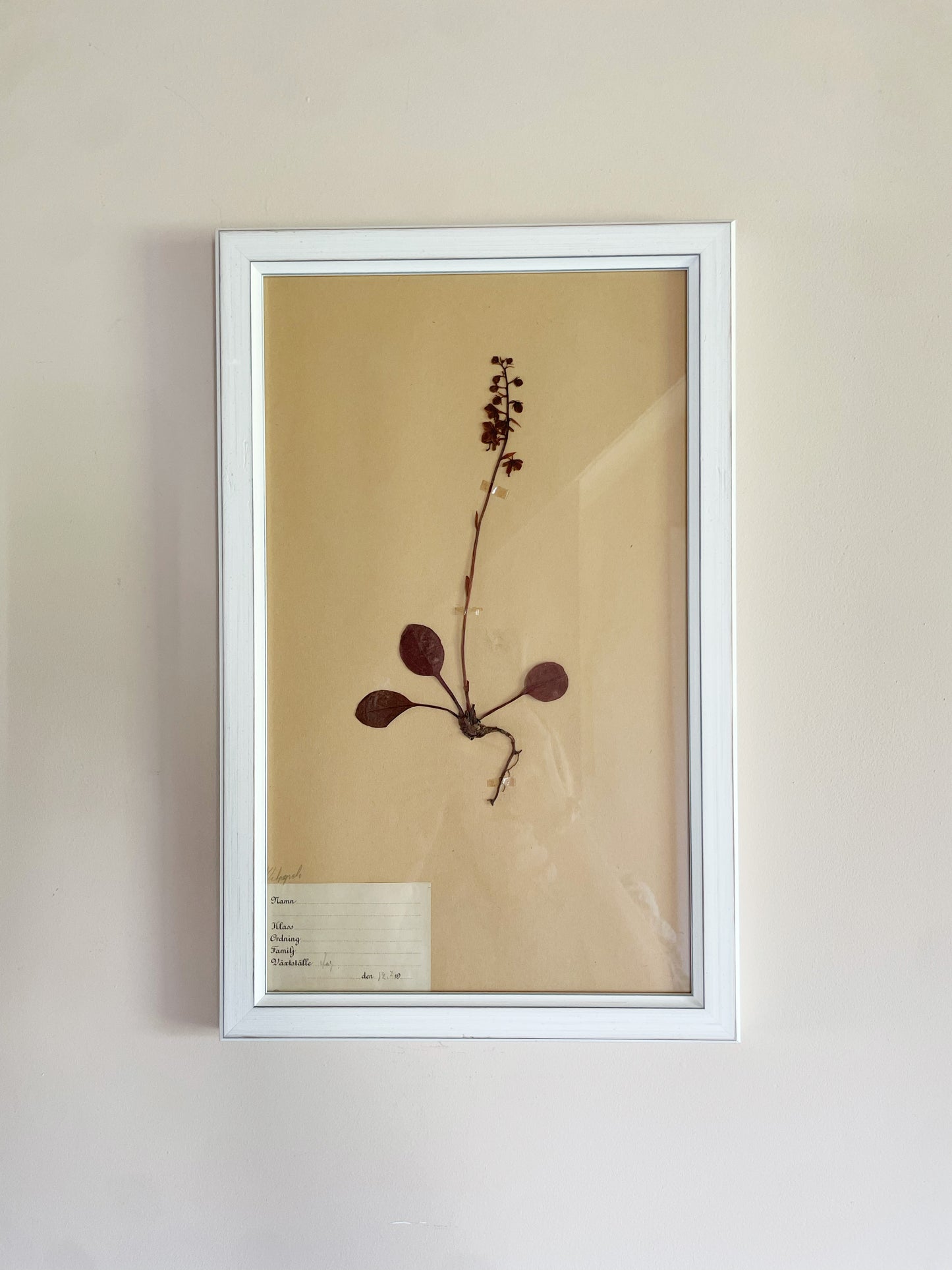 HERBARIUM SET