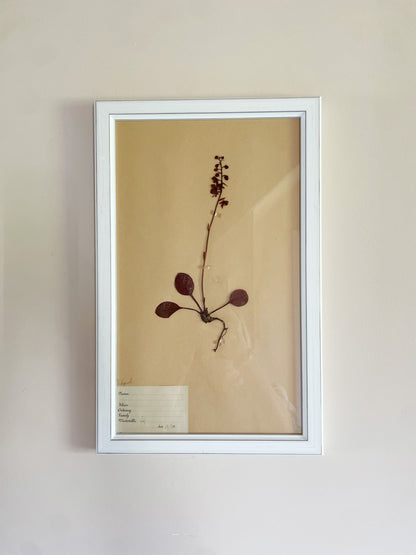 HERBARIUM SET