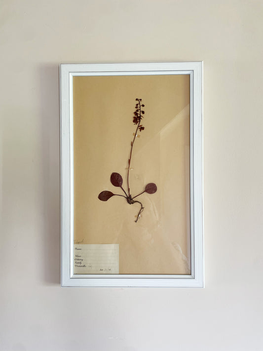 HERBARIUM SET