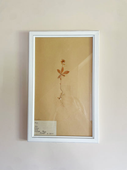 HERBARIUM SET